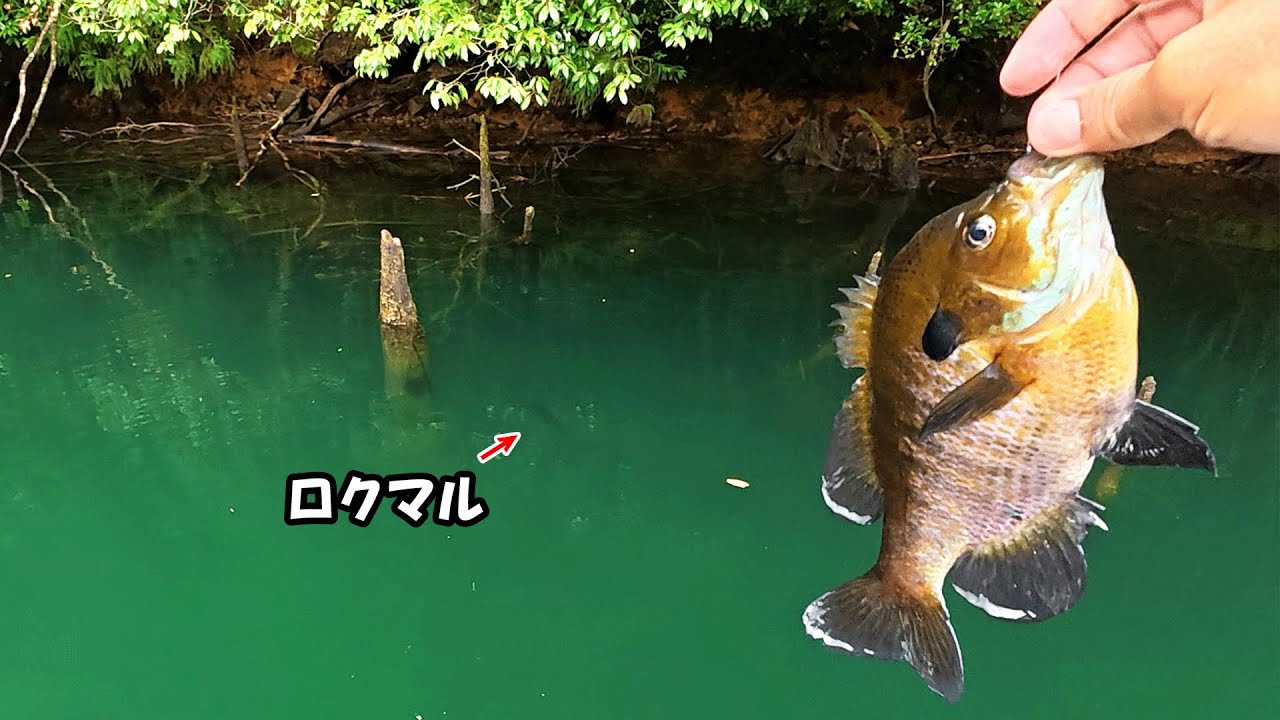 日本記録級のブルーギルをロクマルの前で泳がすと…【七色ダムDAY3】