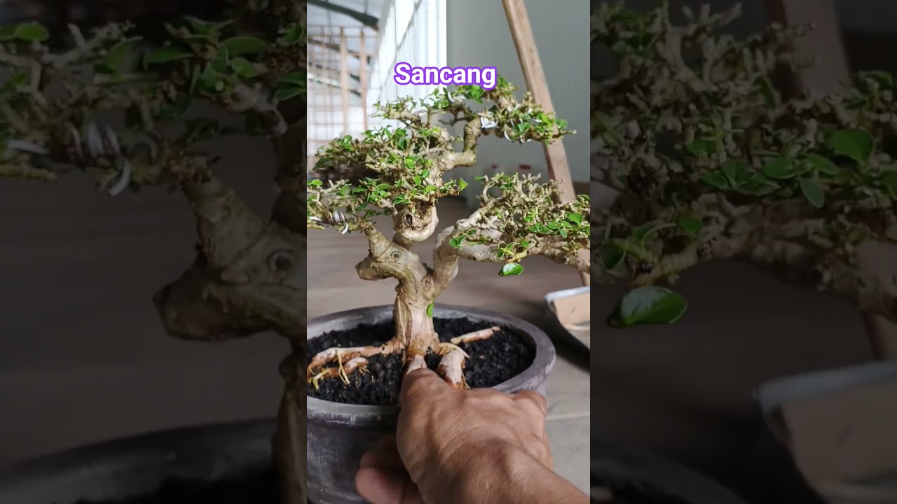 Jual sancang 085336075859