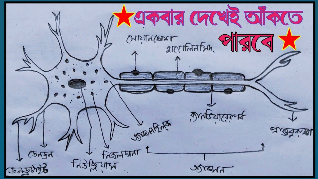 How to Draw Neuron Diagram Easily Class 10 । Neuron Diagram । স্নায়ুকোষ চিত্র ।