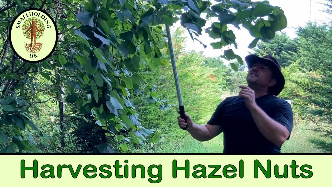 Harvesting Hazel Nuts