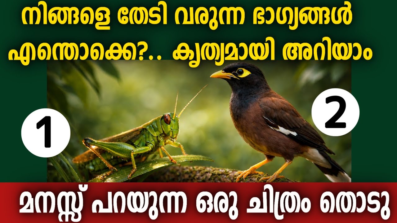 ഒരു ചിത്രം തിരഞ്ഞെടുക്കു ഈ ഒരു തിരഞ്ഞെടുപ്പ് നിങ്ങളുടെ ഭാഗ്യം തുറക്കും | Law of Attraction Malayalam