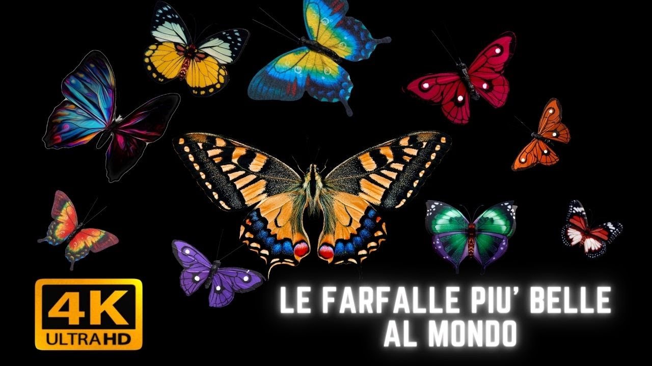 Bellissime farfalle in 4k- ULTRA HD 4K