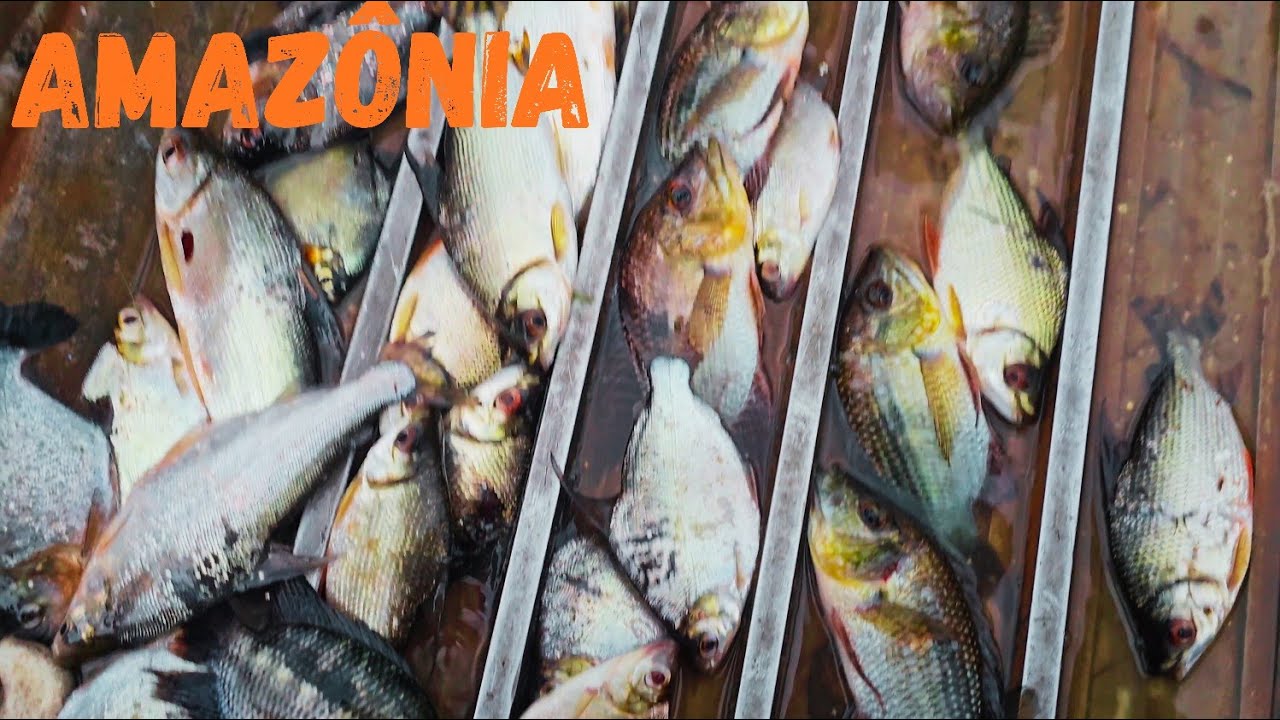 Pescando em um LAGO muito farto no Cacau Pirêra no AMAZONAS 