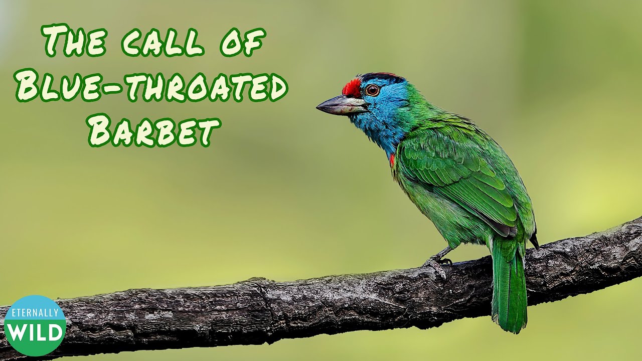 The Call of Blue-throated Barbet