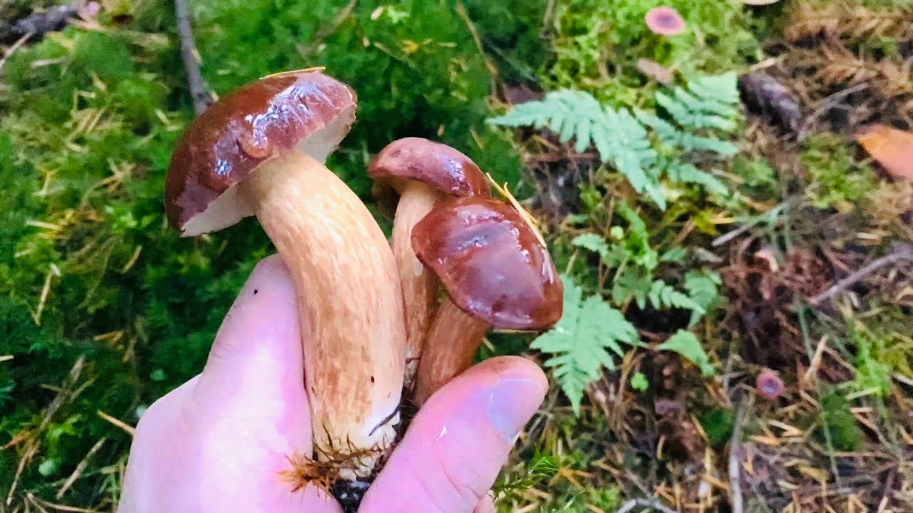 Pilze sammeln, Maronen ohne Ende!