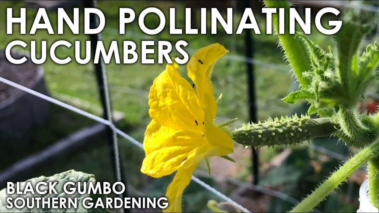 Hand Pollinating Cucumbers || Black Gumbo
