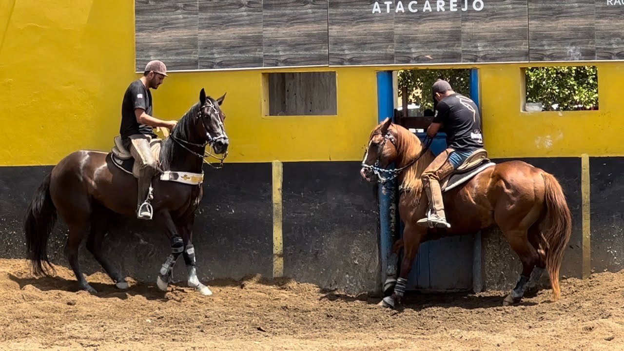 Vaquejada de Junior Vianna 2023 em Iracema - CE só cavalo bonito e boi Nelore