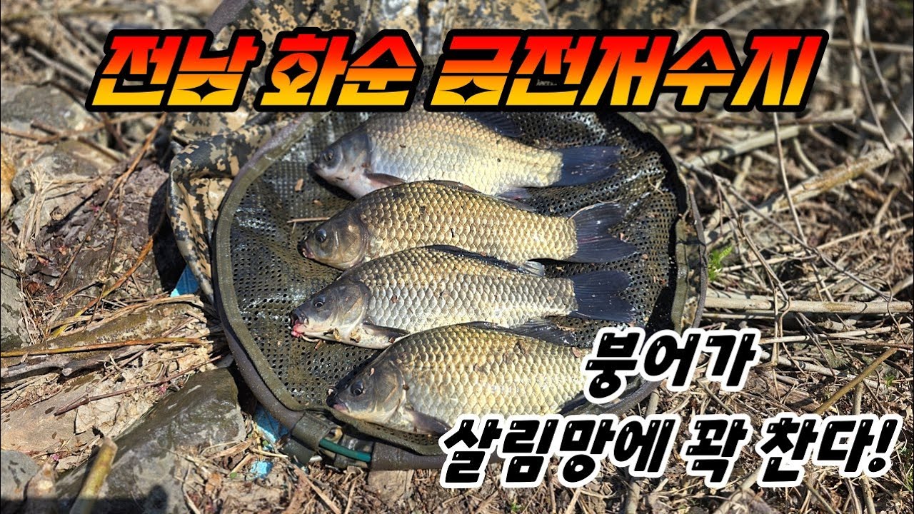 놀라운 손맛 // 화순 금전저수지 //  #붕어낚시 #DIF #fishing #bigfish