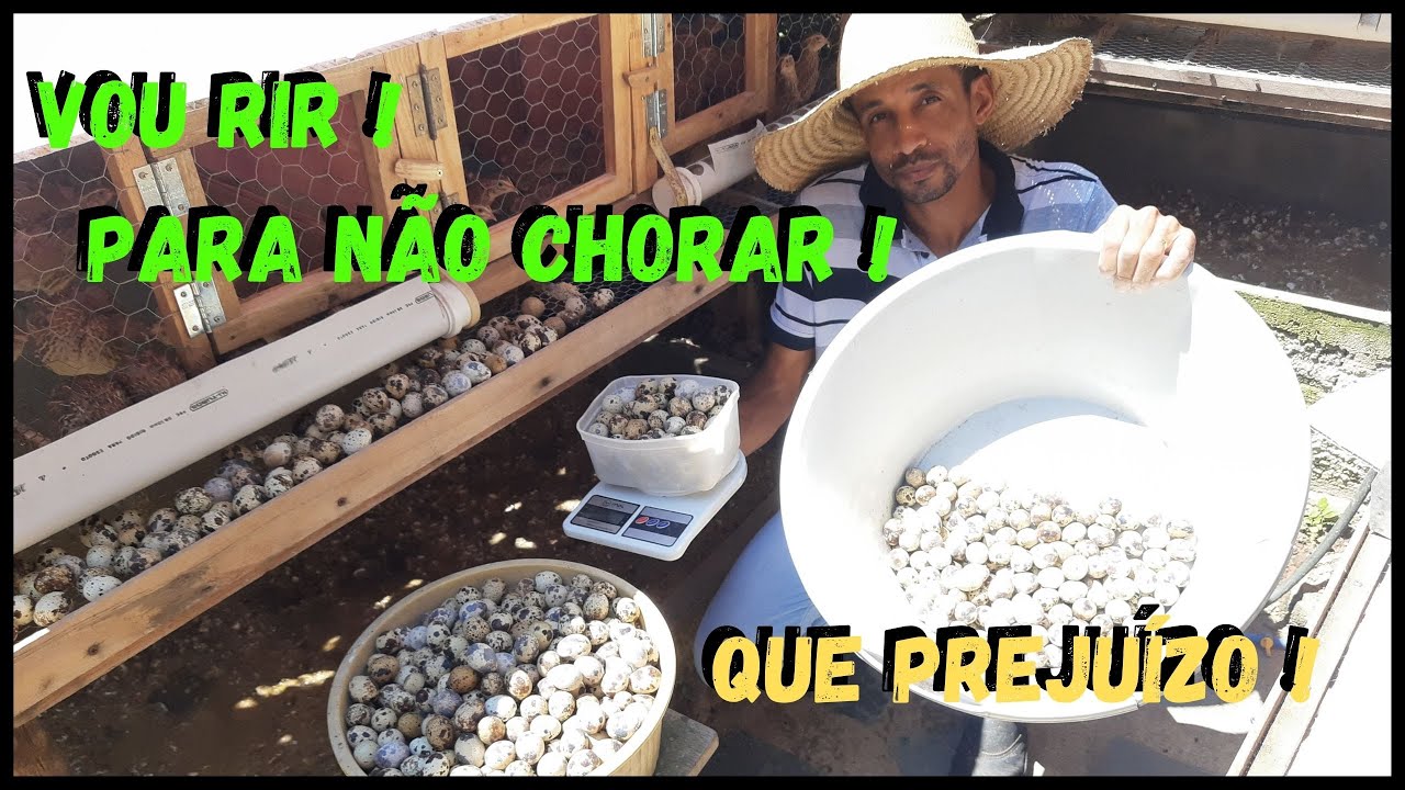 Tive que usar os ovos de Codorna Para Gerar Biogás, amenizar o prejuízo  @TILAPIAMinhaVida