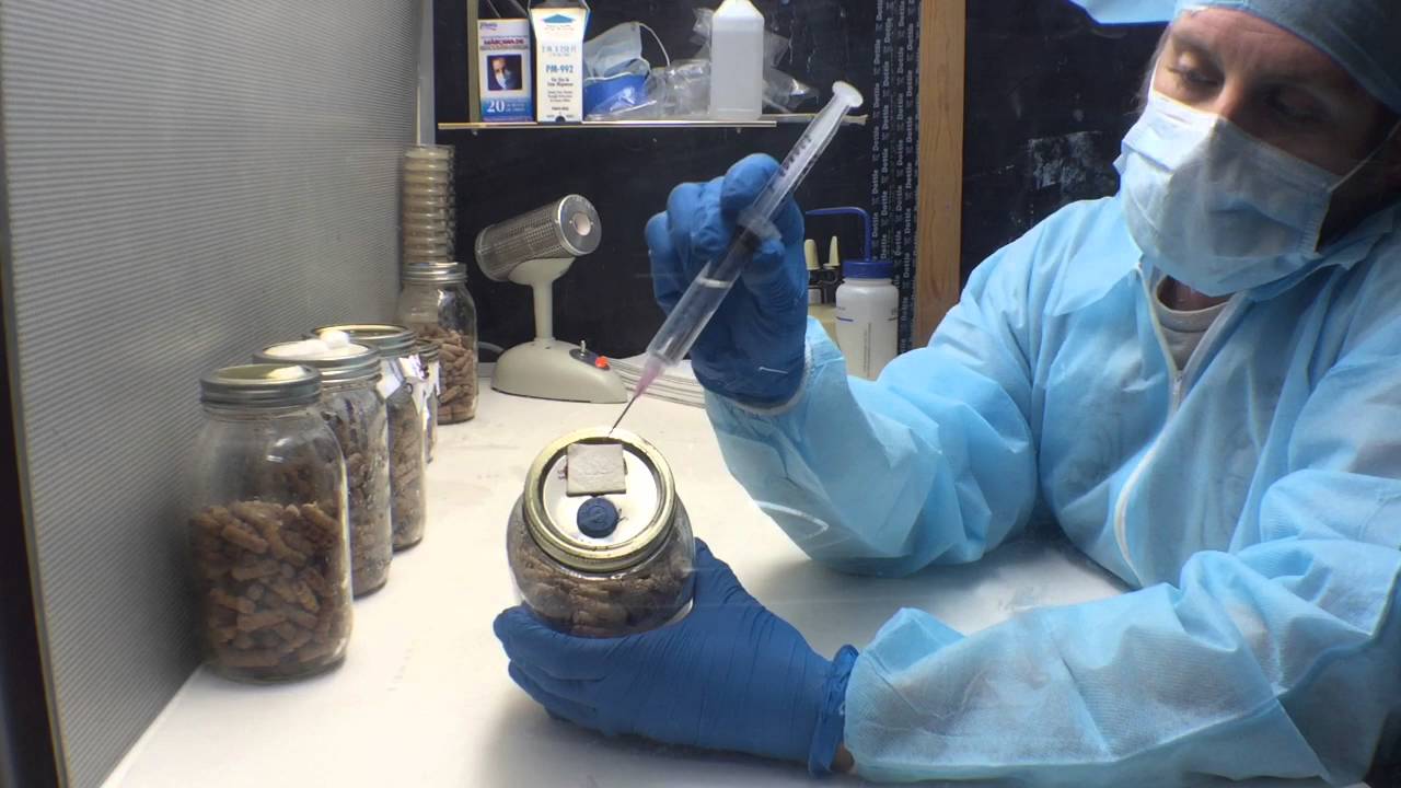 How to Inoculate Wood Plugs With Shiitake Mushroom Liquid Culture! Mycology At Its Finest!