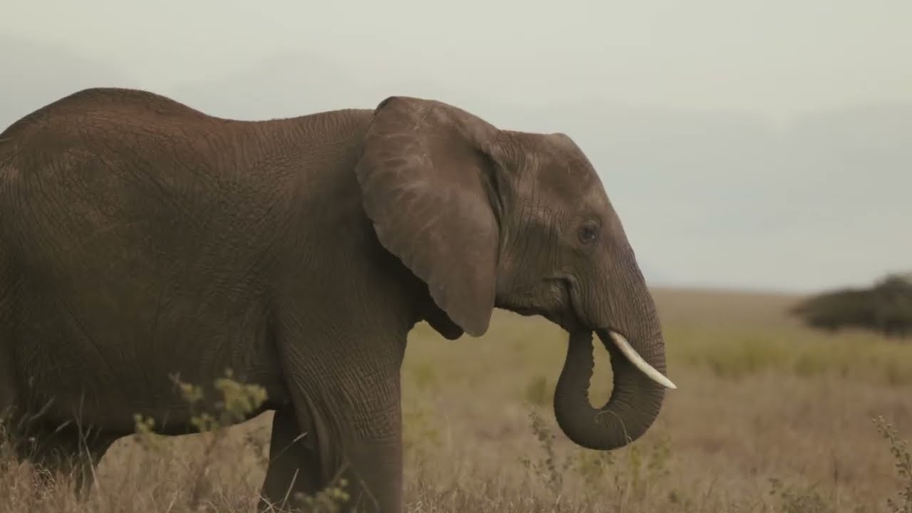 Yetu Smart Grid x Lewa Wilderness