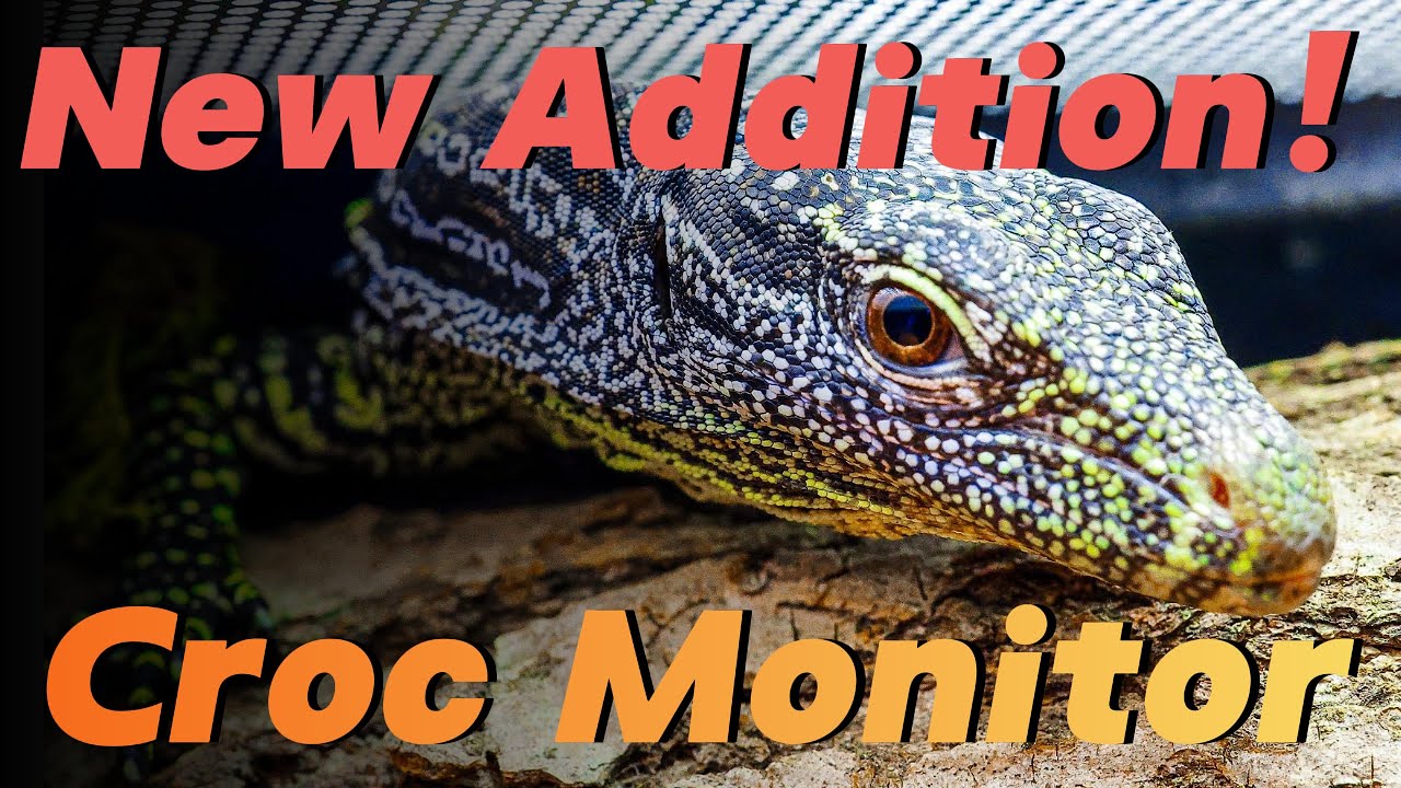 I Got My Dream Lizard - Croc Monitor