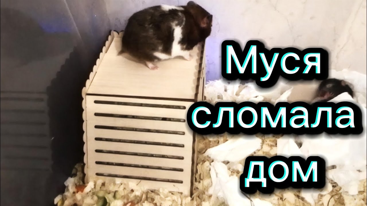Муся сломала дом. #хомяки #hamster 