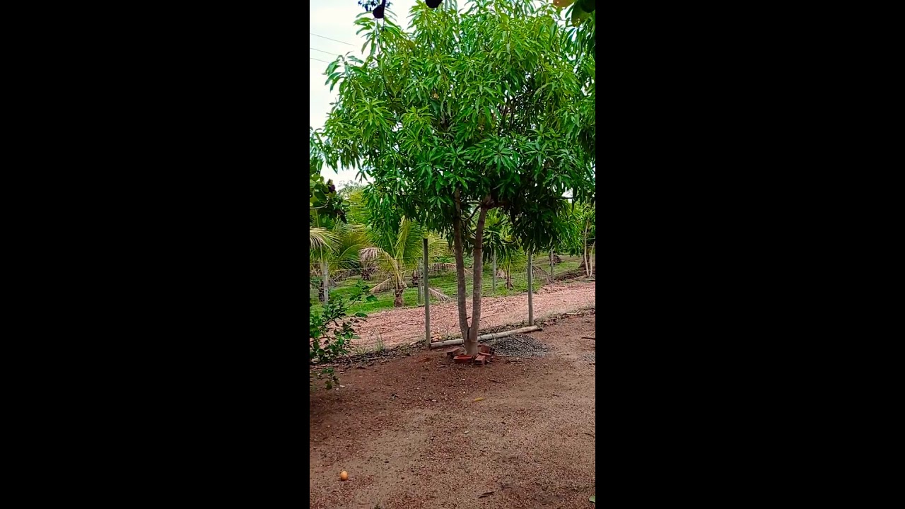 Ch&aacute;cara Pequena!! Sonho pra muitos!!