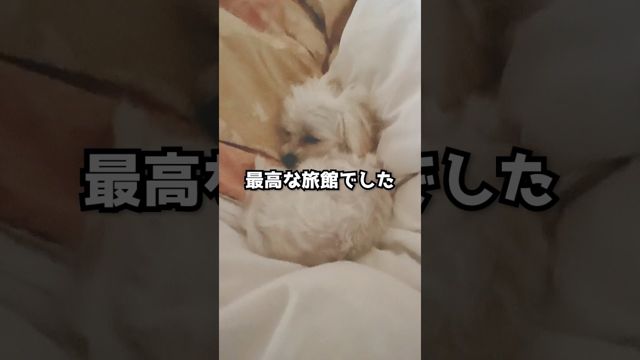 【犬宿泊無料】泊まってみたら想像以上に良かった‼︎ ※内容が変更されている場合があります。公式HPをご確認ください。 #マルチーズ #犬と旅行 #旅館 #犬と泊まれる宿