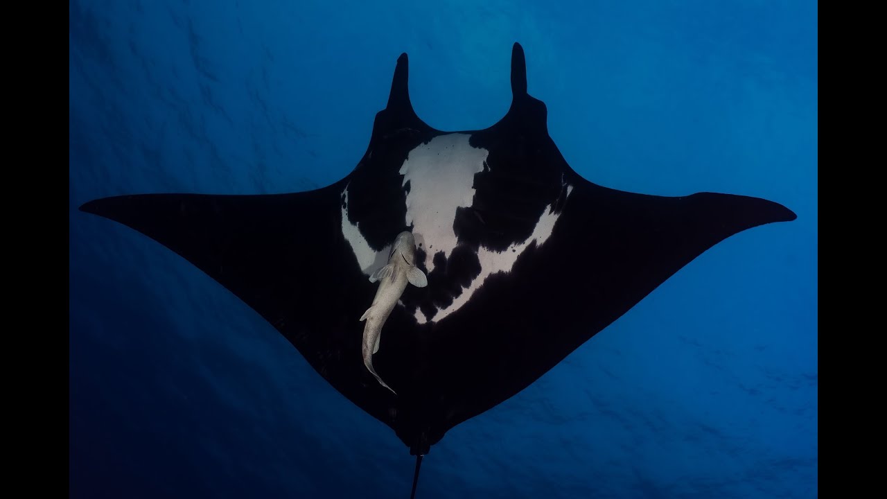Sharks Dolphins Manta Rays in 4K UHD - Socorro - Relaxation Video