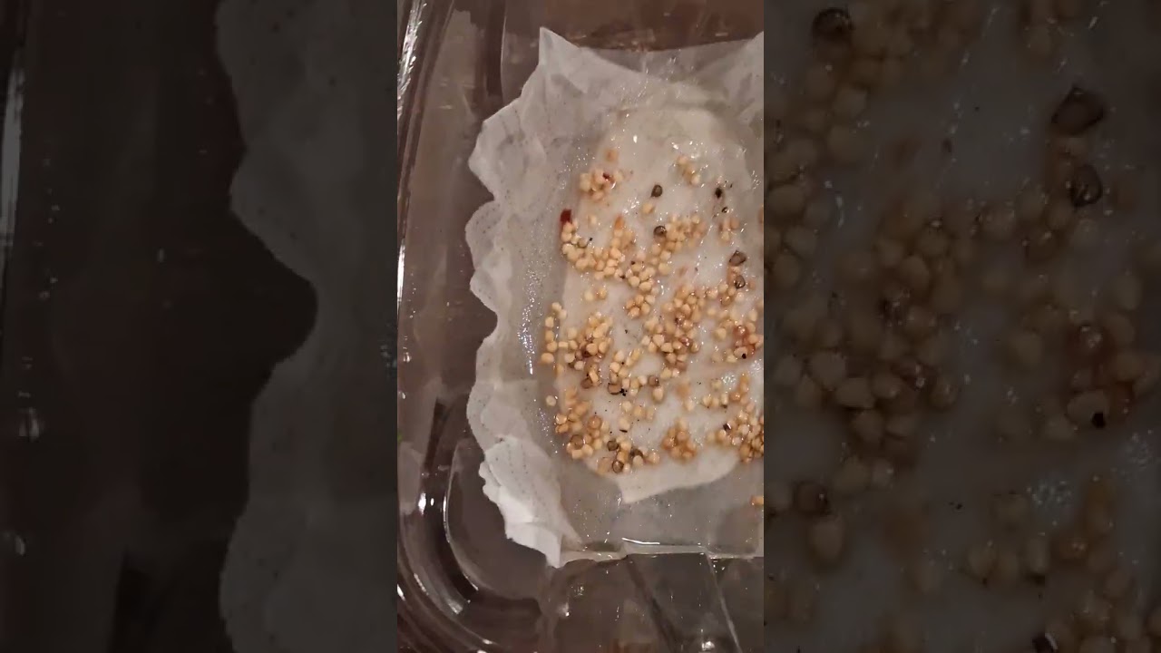 How to Grow Chili Peppers from SEEDS Sowing Chilli Pepper Seeds from SEEDS in container #chilipepper