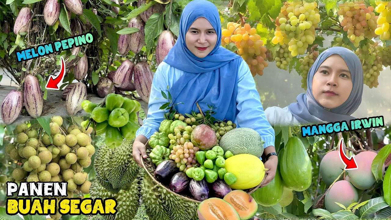 Panen berbagai macam buah | Petik buah langka