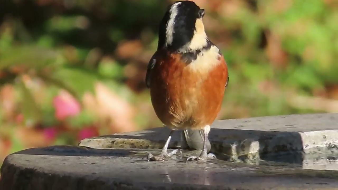 ヤマガラ_28_水飲み_東高根森林公園_癒し_Varied tit