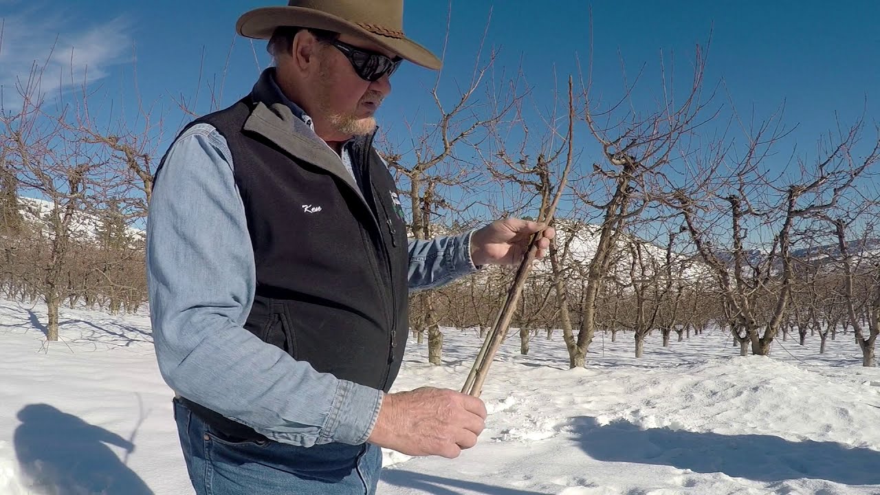 Collecting Cherry Scion Wood For Grafting