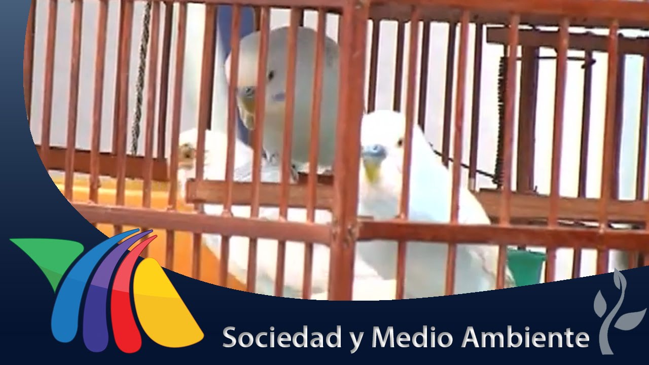 Venta de animales exóticos en tianguis | Noticias del Estado de México