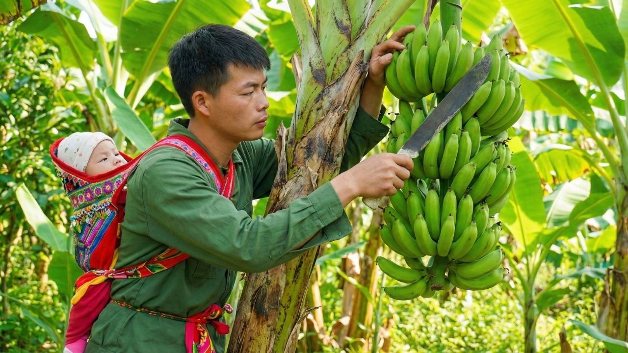 Harvest Giant Banana Bunches Abandoned For Many Years In The Forest To Sell To Villagers