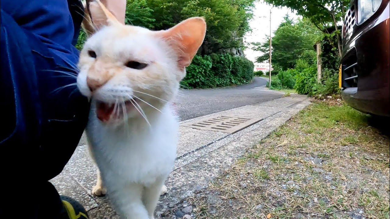 Белый кот, который сначала был настороже, вернулся ко мне, когда я его погладил.