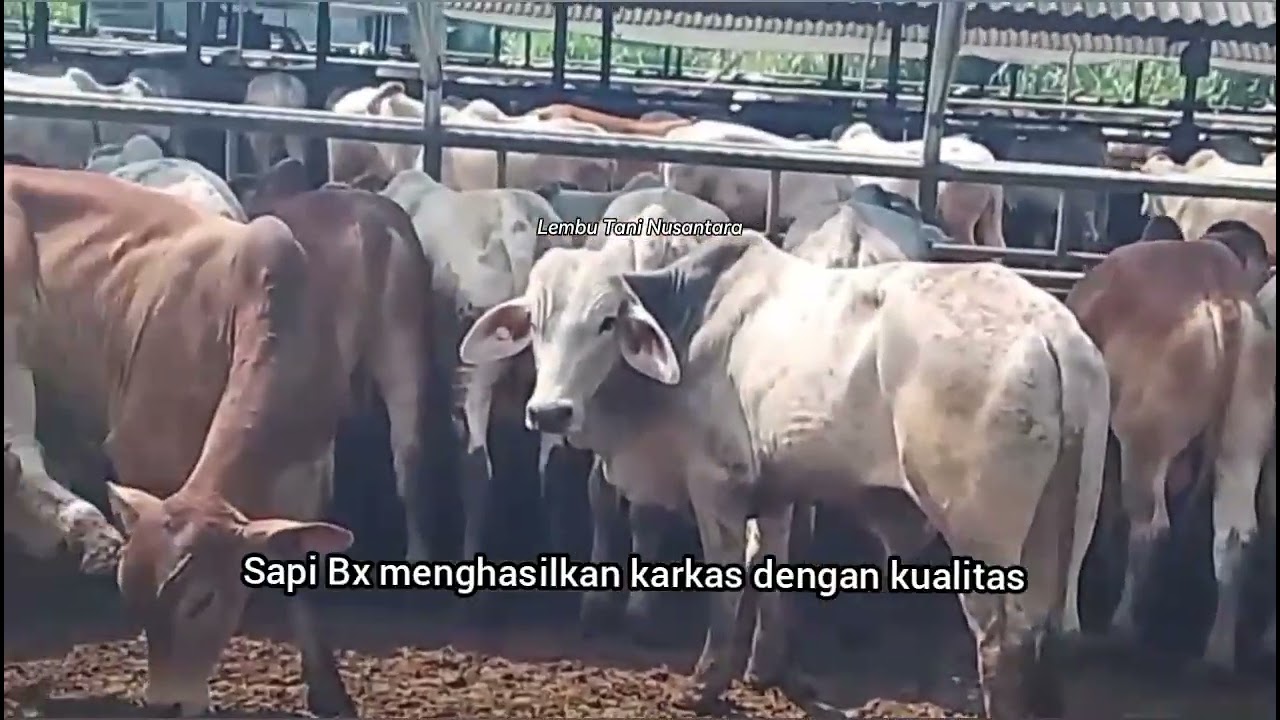 Sapi Brahman Cross/sapi BX,hasil persilangan antara sapi Brahman dengan sapi Hereford dan Shorthorn