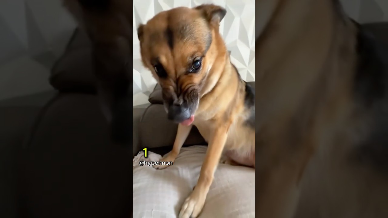 She Found The Dog&rsquo;s Secret Button...