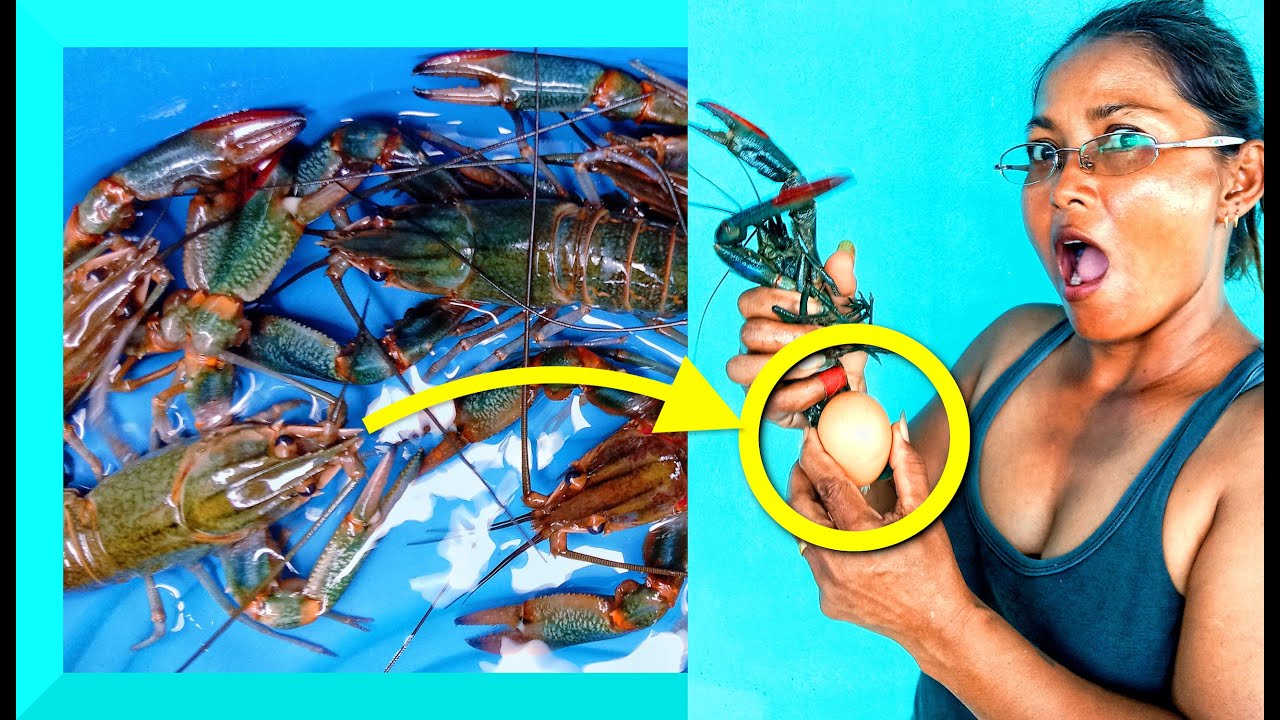 CRAYFISH EGG Development Stages (Step by Step Guide)