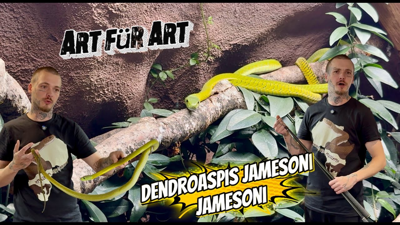 Art für Art: Dendroaspis jamesoni jamesoni – Die grüne Gefahr Afrikas