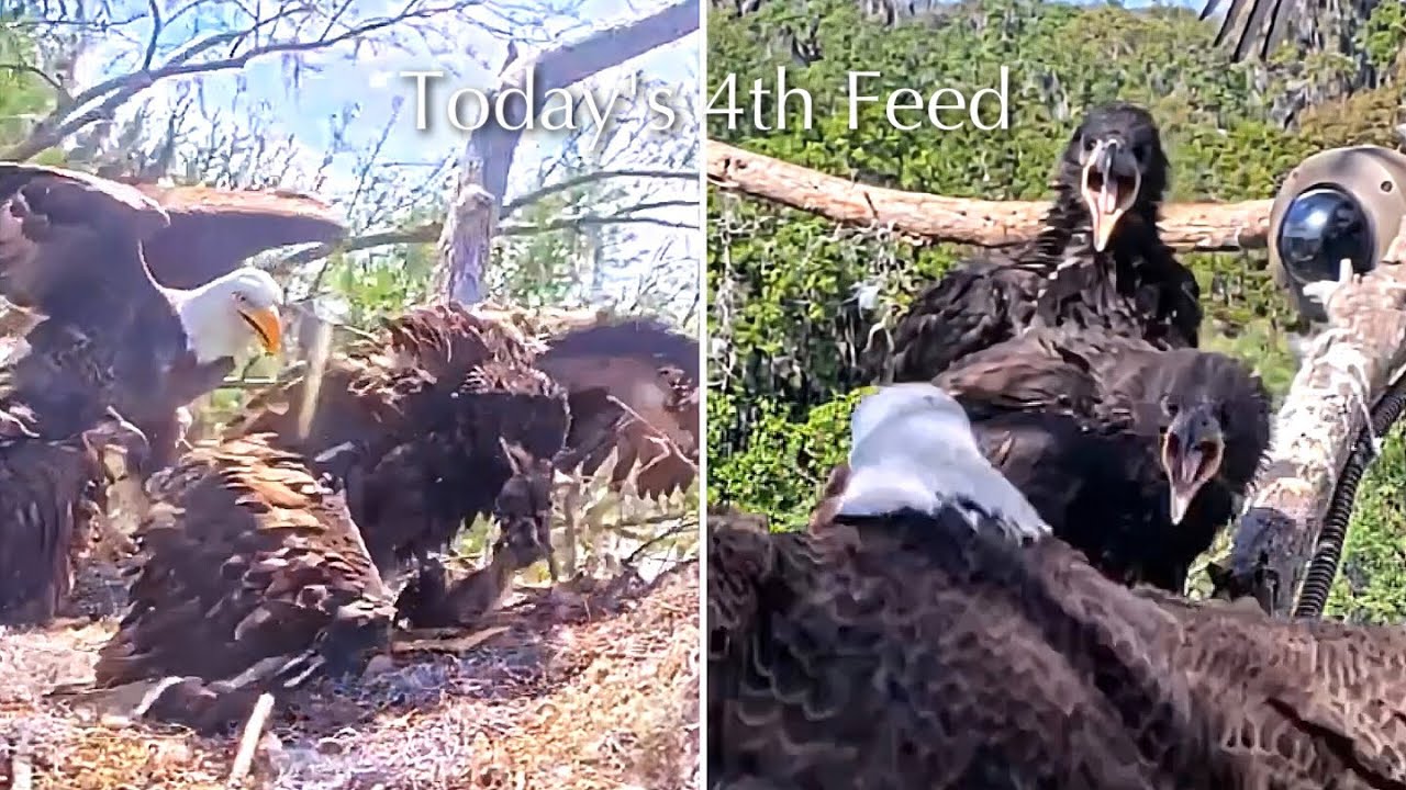 #410🦅Brutus🐥60° & Peanut🐥55°／Winter Park Eagle Nest 2026／Against All Odds:One-Eyed Mom／Wink💗Atlas