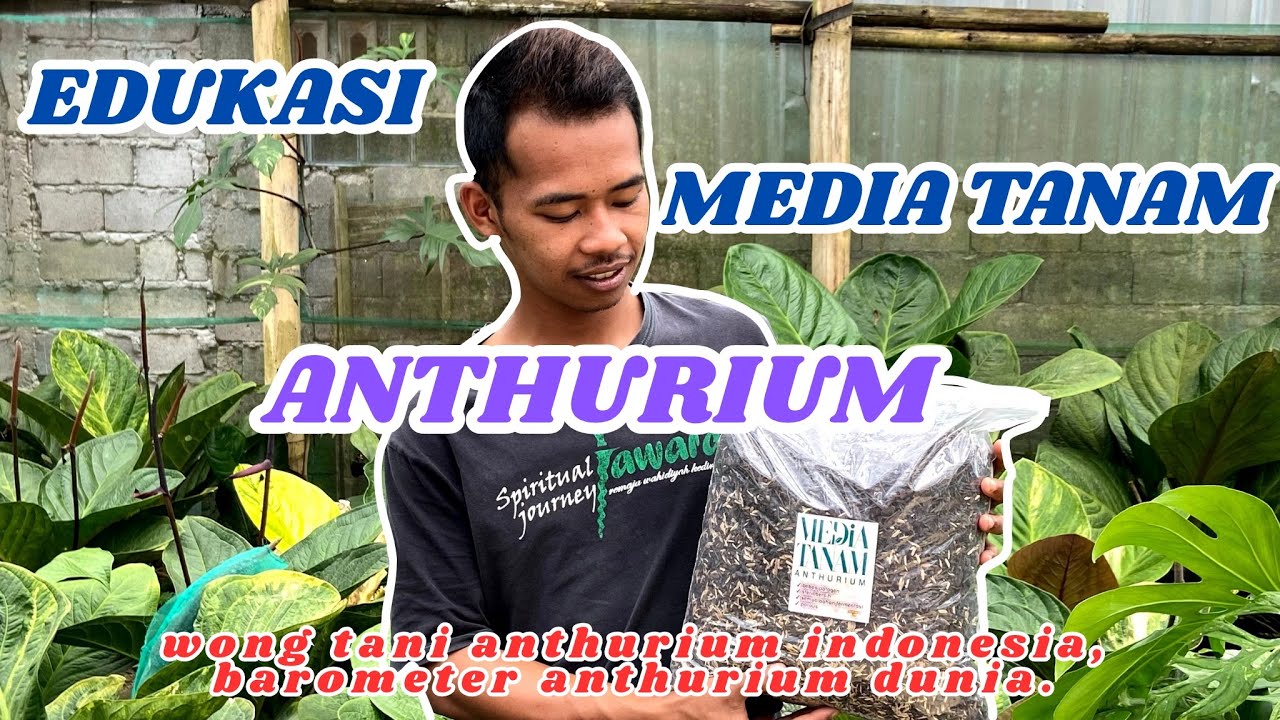 REVIEW MEDIA TANAM ANTHURIUM JEMANI | BINTANG NURSERY| BANDUNGAN | KABUPATEN SEMARANG