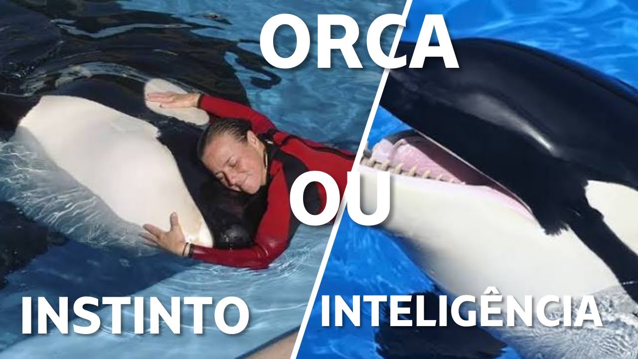 (BALEIA ORCA) A INTELIGÊNCIA passada por GERAÇÕES. (ELA se LEMBRA de TUDO)