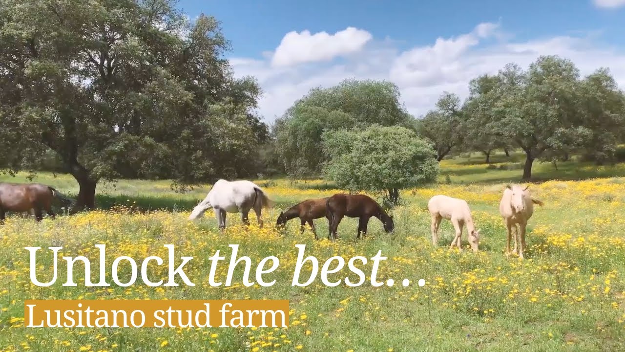Meet Lusitano horses at this stud farm in Alentejo, Portugal