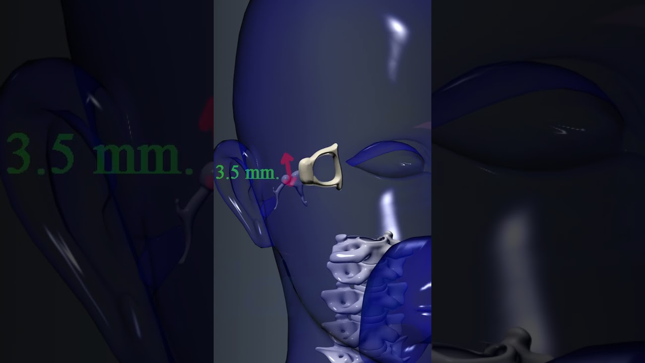 SMALLEST BONE IN HUMAN BODY