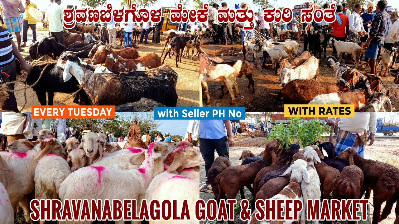 Shravanabelagola GOAT & SHEEP MARKET near Channarayapatna in Hassan District Karnataka