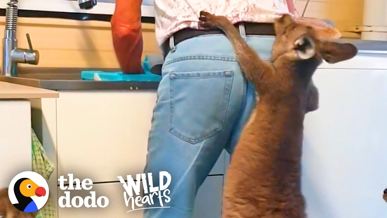 Family Of Rescue Kangaroos Act Like Toddlers | The Dodo Wild Hearts