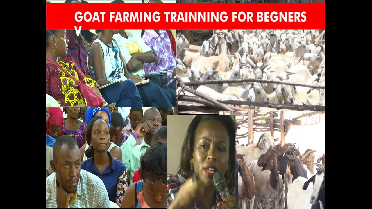 TRAINING ON HOW TO START GOAT FARMING BEGINNER'S GUIDE GRACE BWOGI