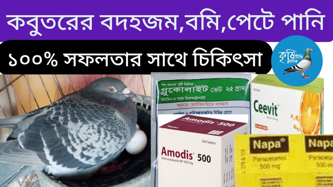 কবুতরের বদহজম,পেটফুলা,বমি,পেটে  পানি জমার চিকিৎসার স্পেশাল পর্ব।  Pigeon treatment.