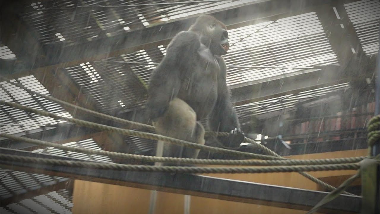 ゴリラの家族を襲った突然の雷鳴！A sudden thunderclap that struck a family of gorillas!【Western Gorilla】