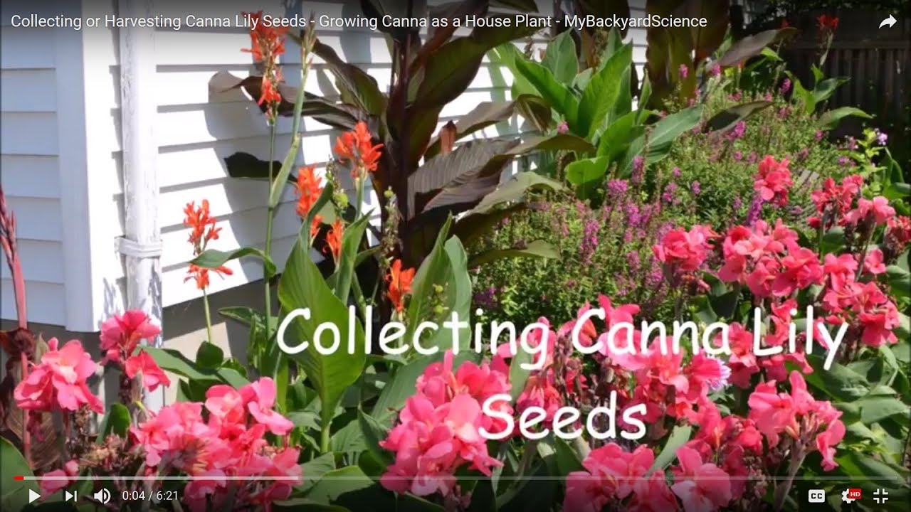 Collecting or Harvesting Canna Lily Seeds - Growing Canna as a House Plant - MyBackyardScience