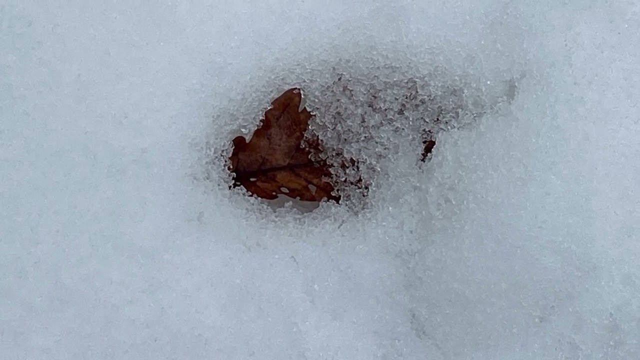 Das gefallene Blatt