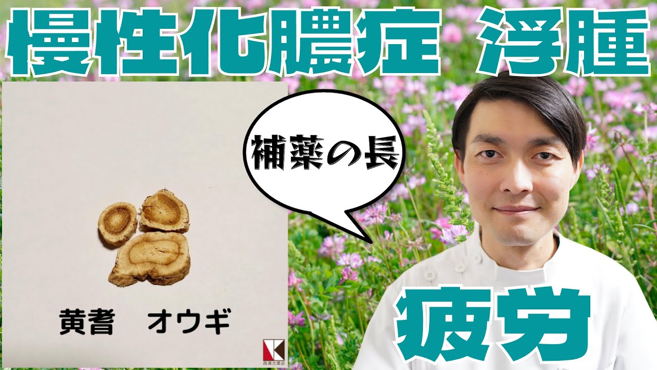【漢方薬】黄耆（オウギ）１分で分かる生薬解説　～改訂版～