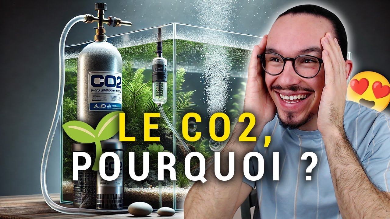 CO2 EN AQUARIUM D'EAU DOUCE : LE GUIDE ULTIME