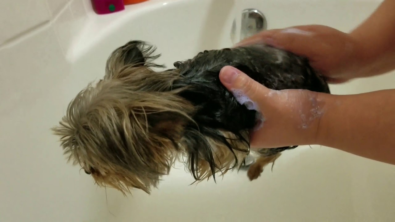 2 year old Micro teacup yorkie pebbles getting a bath