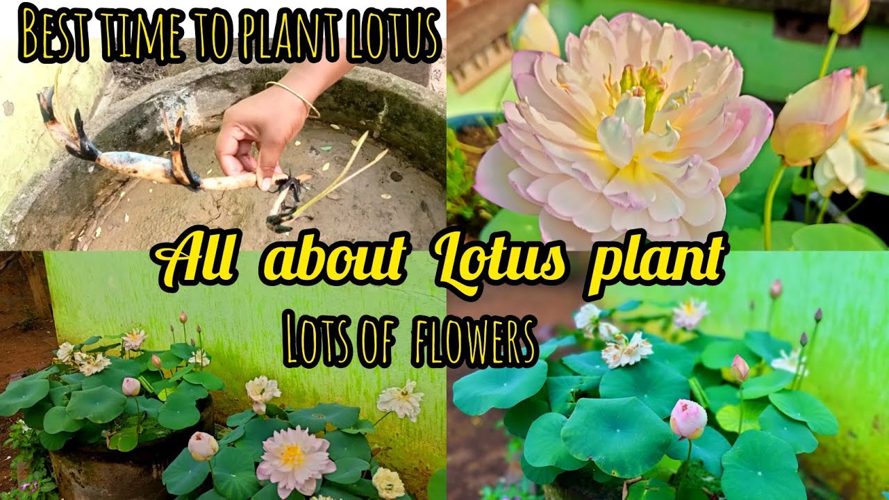 Lotus को कैसे घर में उगाये very easy method #how to get maximum lotus from your mini pond#yt video