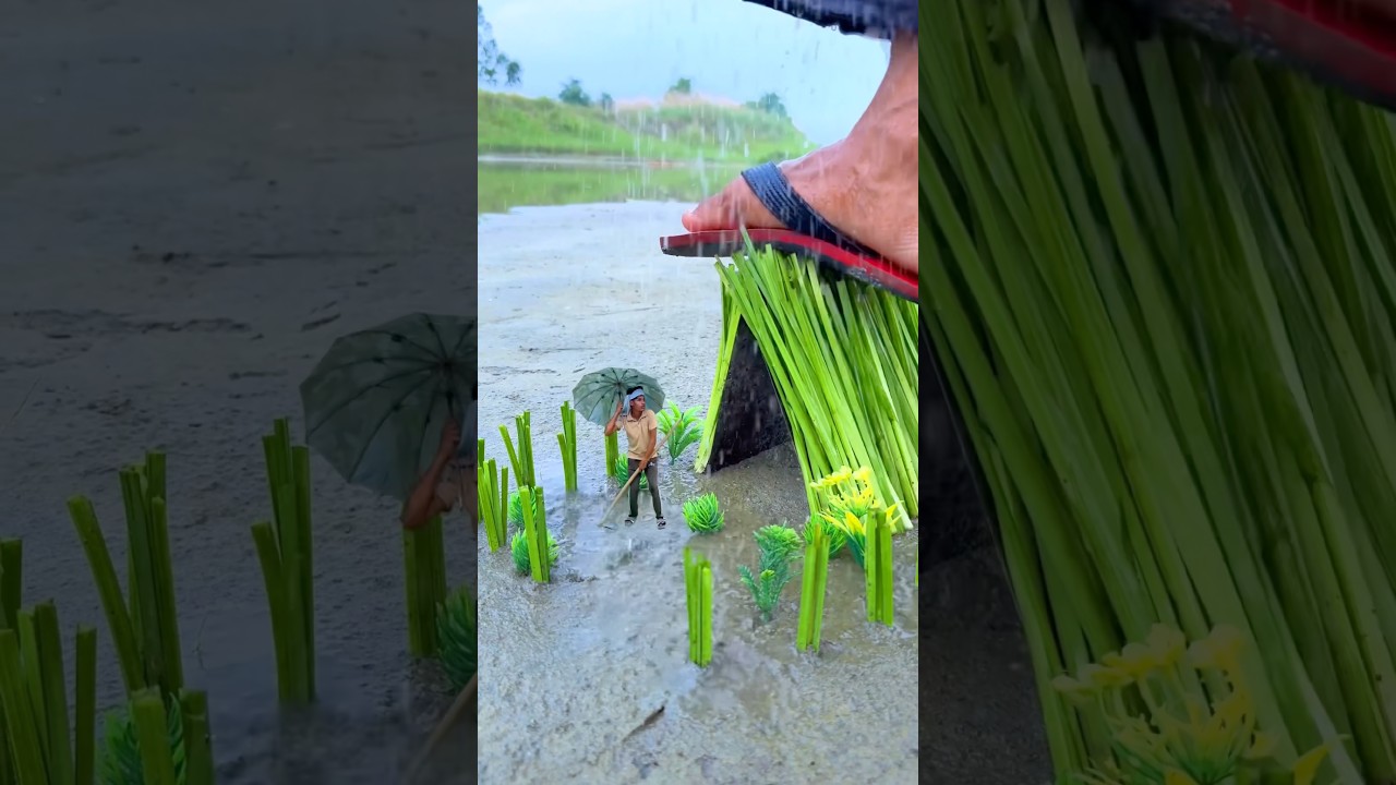 Rain ☔️ farming creative hut amazing videography #rain #monsoon #amazing #hut #videography #shorts