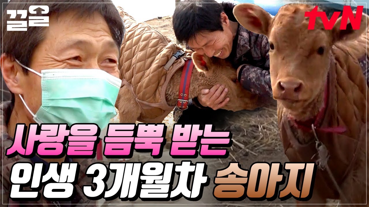 나이 60세에 생긴 우리 집 늦둥이🥰 송아지 같이 생겨선(?) 하는 짓은 댕댕이 그 잡채!