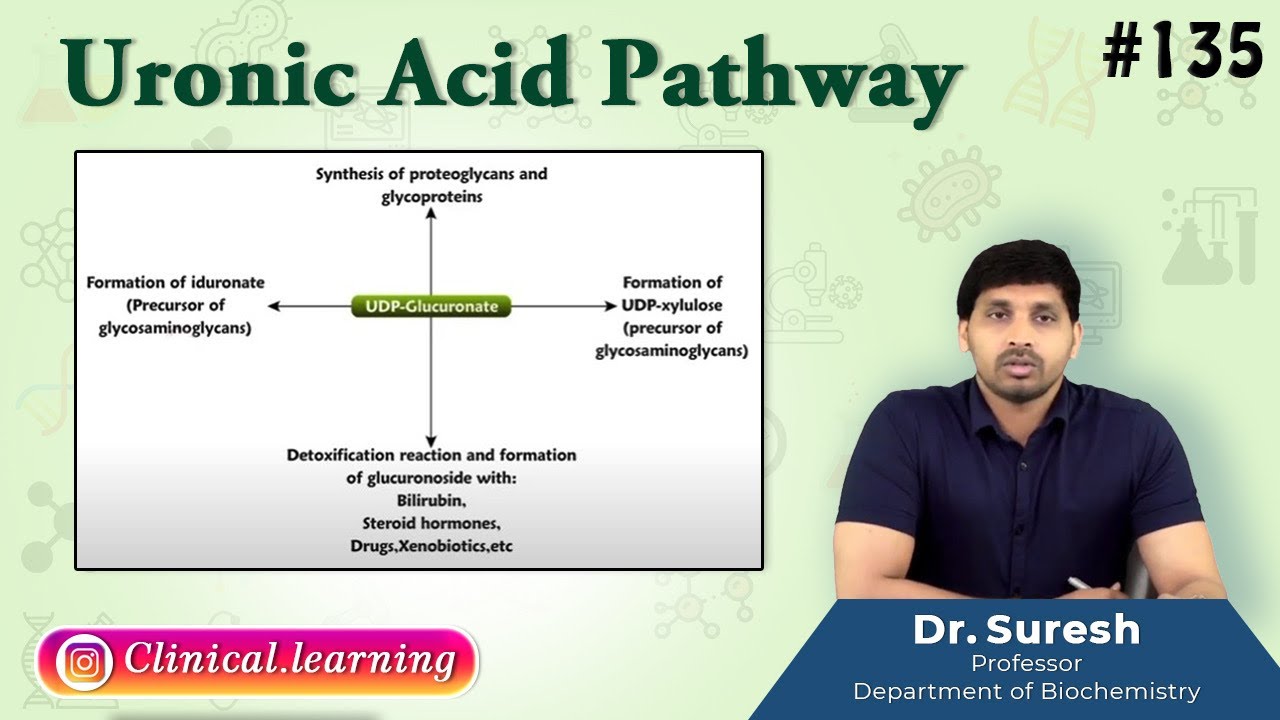 135. Uronic Acid Pathway